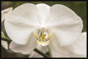 White Orchid #92412
