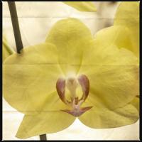 Yellow Orchid #92413