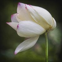 Lotus Lily 3 #92416
