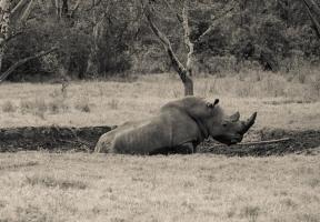 Black Rhino #89646