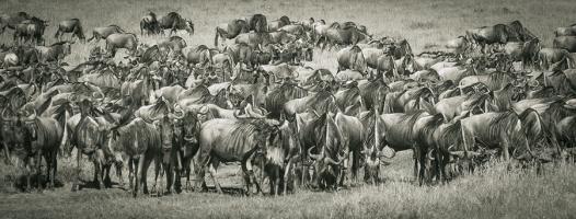 Wildebeests #89660