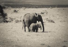 Big & Small #89677 Big & Small #89677