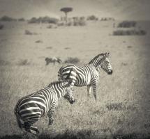 Leaping Zebra #89678 Leaping Zebra #89678