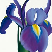 Iris #IG 2033 Iris #IG 2033