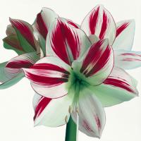 Amaryllis #IG 2035 Amaryllis #IG 2035