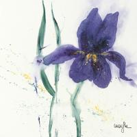 Iris II #IG 2173 Iris II #IG 2173