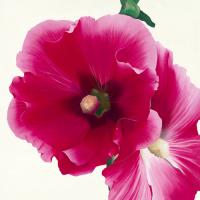 Pink Hollyhock I #IG 2464