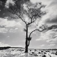 Lone Tree # 2, Peak District, England #IG 3163