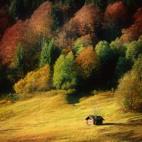 Nature Art Color II #IG 4101 Nature Art Color II #IG 4101