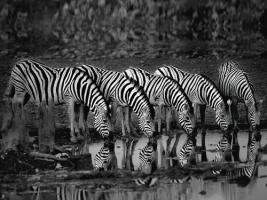 Zebras Reflection #IG 4649