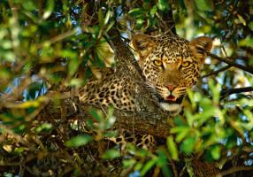 Leopard Camouflage #IG 4652 Leopard Camouflage #IG 4652