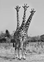 Giraffes Three #IG 4653 Giraffes Three #IG 4653