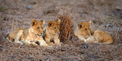 Lions Cub #IG 4654 Lions Cub #IG 4654