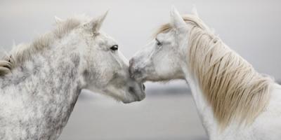 The First Kiss #IG 4657 The First Kiss #IG 4657
