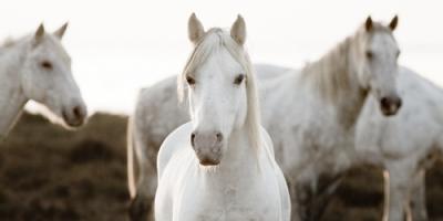 Horse Meeting #IG 4658 Horse Meeting #IG 4658