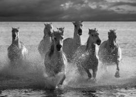 Horses Landing at the Beach #IG 4659