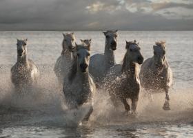 Horses Landing at the Beach #IG 4660 Horses Landing at the Beach #IG 4660
