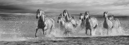 Horses Running at the Beach #IG 4661 Horses Running at the Beach #IG 4661