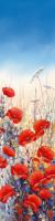 Poppy Field II #IG 4707 Poppy Field II #IG 4707