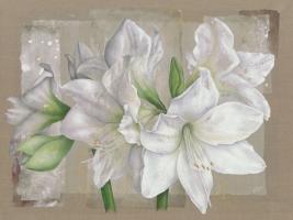 Amaryllis Blanc #IG 4837 Amaryllis Blanc #IG 4837
