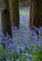 Bluebell Wood l #IG 5076 Bluebell Wood l #IG 5076