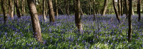 Bluebell Wood lI #IG 5077 Bluebell Wood lI #IG 5077
