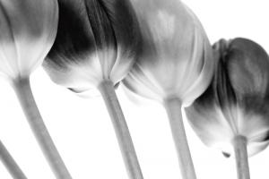 Tulips Array ll #IG 5079 Tulips Array ll #IG 5079