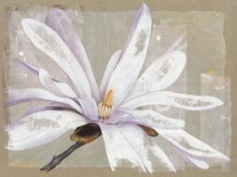 Stellata #IG 5226 Stellata #IG 5226