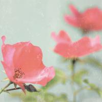 Botanical Romance #IG 5462 Botanical Romance #IG 5462