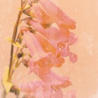 Romantic Foxglove #IG 5463 Romantic Foxglove #IG 5463