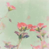 Romantic Meadow #IG 5464 Romantic Meadow #IG 5464