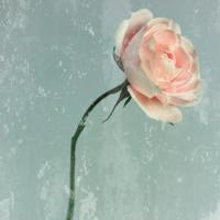 Romantic Pink Rose #IG 5465 Romantic Pink Rose #IG 5465