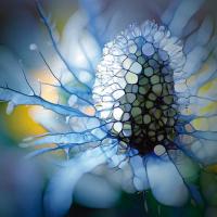 Eisdistel #IG 5472 Eisdistel #IG 5472