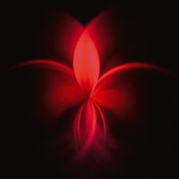 Fuchsie #IG 5475 Fuchsie #IG 5475