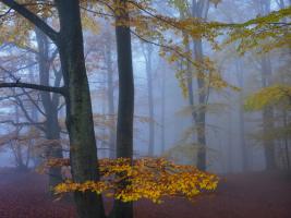 Autumn Forest #IG 5525 Autumn Forest #IG 5525
