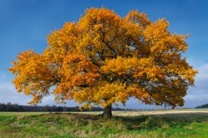 Golden Oak #IG 5527 Golden Oak #IG 5527