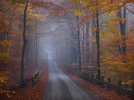 Misty Road #IG 5530 Misty Road #IG 5530