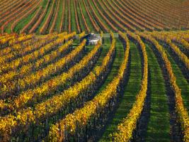 Veineyards of hautes ctes Burgundy #IG 5534 Veineyards of hautes ctes Burgundy #IG 5534