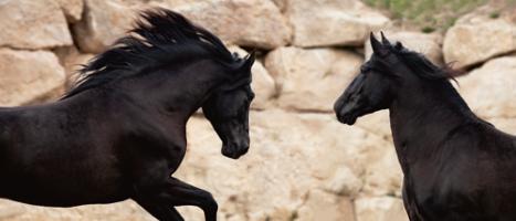 ChallengingÊ each Other #IG 5612 ChallengingÊ each Other #IG 5612
