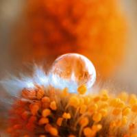 Eternal Flame #IG 5618 Eternal Flame #IG 5618