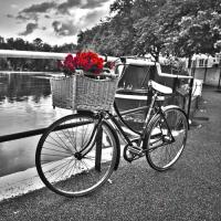 Romantic Roses I #IG 5623 Romantic Roses I #IG 5623
