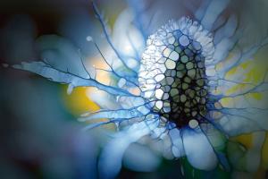 Eisdistel #IG 5633 Eisdistel #IG 5633