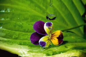 Pansy Drops #IG 5640 Pansy Drops #IG 5640
