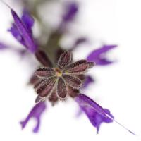 Salvia officinalis #IG 5674