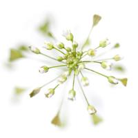 Capsella bursa-pastoris #IG 5677 Capsella bursa-pastoris #IG 5677