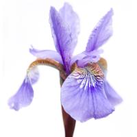 Iris versicolor #IG 5679 Iris versicolor #IG 5679