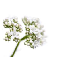 Valeriana officinalis #IG 5680 Valeriana officinalis #IG 5680
