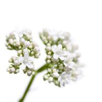 Valeriana officinalis #IG 5680