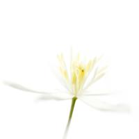 Clematis recta #IG 5681 Clematis recta #IG 5681