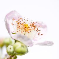Rubus sectio Rubus #IG 5682 Rubus sectio Rubus #IG 5682